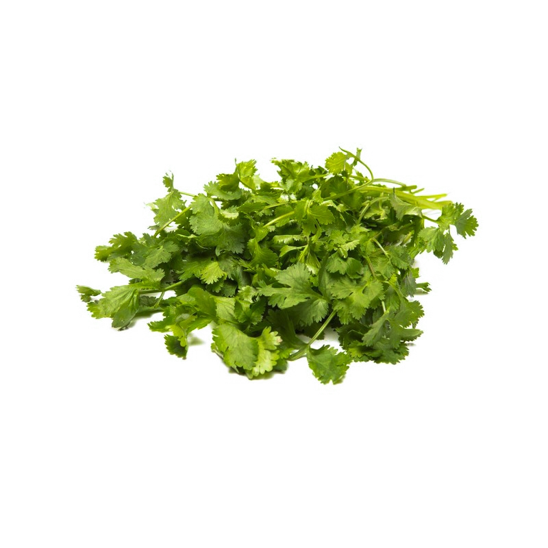 כוסברה Cilantro
